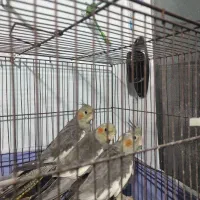 جوجه عروس هلندی