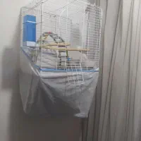 عروس هلندی معاوضه با عروس سخنگو