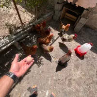 بهترین تخم مرغ نطفه دار|حیوانات مزرعه|ماهدشت, |دیوار