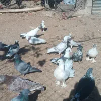 کفتر|پرنده|گلپایگان, |دیوار