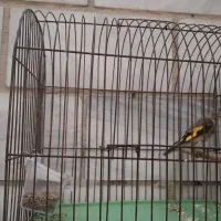 جوجه سهره سال|پرنده|اهواز, پادادشهر|دیوار