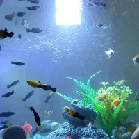 ماهی کوی مولی تایگر|ماهی|قوچان, |دیوار