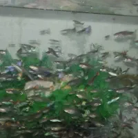 فروش ماهی گوپی به قیمت عمده|ماهی|شیراز, شریفآباد|دیوار