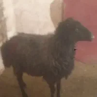 شیشک  کشتاری چاق