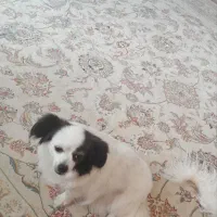 واگذاری سگ رایگان