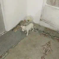 سگ سفید ماده نزاده اشپیزهروباهی|سگ|مشهد, طبرسی شمالی|دیوار