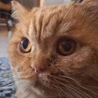 گربه خانگی مو کوتاه تیپ اکزوتیک