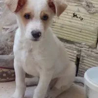 واگذاری توله سگ پاکوتاه|سگ|رباطکریم, نصیرشهر|دیوار