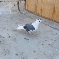 پشتار سبز|پرنده|وحیدیه, |دیوار