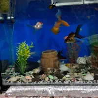 آکواریوم شیشه خم در حد نو به علت کمبودجا با  وسیله|ماهی|پاکدشت, پاکدشت (مامازند)|دیوار