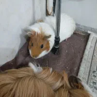 خوکچه هندی|موش و خرگوش|اسلامشهر, شهرک سعیدیه|دیوار