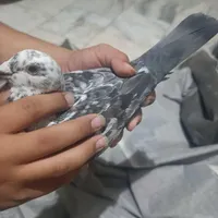 کفتر جوقی|پرنده|زابل, |دیوار