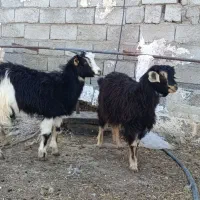 حیوانات مزرعه|حیوانات مزرعه|اردبیل, |دیوار