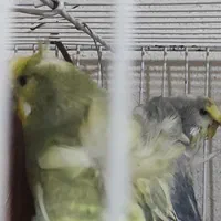 مرغ عشق رمبو وایت روتخم نژاد خاص ۸۰۰ اخرش|پرنده|تربت‌حیدریه, اندیشه|دیوار