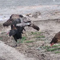 بوقلمون محلی اصل|حیوانات مزرعه|زابل, |دیوار