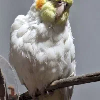 عروس هلندی ماده