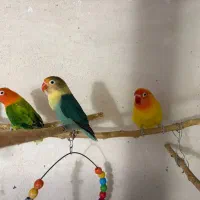 کوتوله برزیلی طوطی برزیلی ماده|پرنده|قوچان, |دیوار