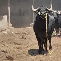 گاومیش