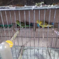 مرغ عشق بشرط تخم وجوجه