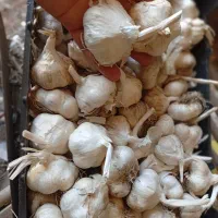 سیر درجه یک سفید|عمدهفروشی|تهران, پردیسان|دیوار