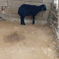 بره نر قره قزل اصل