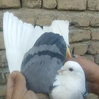 کفتر پرشی تضمینی بشرط