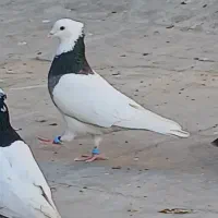 طوق شازده ای