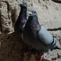 کبوتر پلاکی|پرنده|شادگان, |دیوار