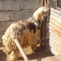 نرمیش بره نر و بیگ نر