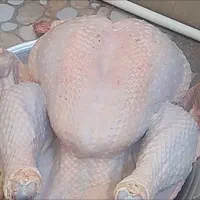 بوقلمون در جه یک و کاملا طبیعی رسیدکیلوی 290