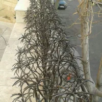 ساخت وتولید شاخ گوزنی کوره ای|مصالح و تجهیزات ساختمان|قائم‌شهر, |دیوار