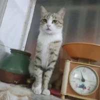 گربه گم شده در محدوده خیابان فرودگاه|حیوانات|زنجان, |دیوار