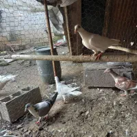 کبوتر نامه بر (مسافتی) شهرستان|پرنده|آمل, |دیوار