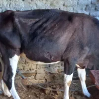 گاوشیری|حیوانات مزرعه|هیدوچ, |دیوار