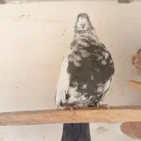 تعدادی کبوتر درجه یک