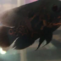 تعداد10ماهی واکواریوم ولوازم