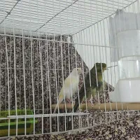 قناری نروماده