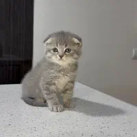 گربه اسکاتیش