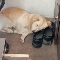 سگ گلدن پاکوتا|سگ|تهران, ائمه اطهار|دیوار