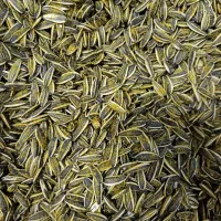 فروش تخمه تازه و طعم دار به صورت سیار