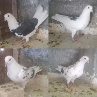 کفتر پرشی طوقی سینه ای خوشرنگ|پرنده|مبارکه, |دیوار