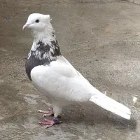 کبوتر طوقی ماده