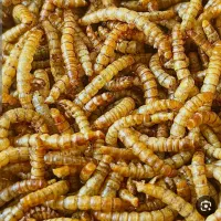 فروش کرم میلورم