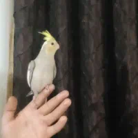 یک عدد جوج عروس هلندی دون خور دستی دستی