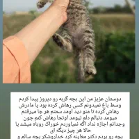 بچه گربه کیوت دختر سلامت کامل داره