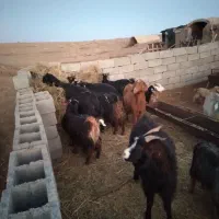 فروش بز|حیوانات مزرعه|سده (خراسان جنوبی), |دیوار