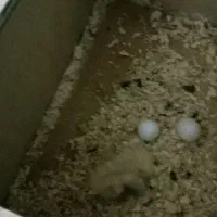 عروس هلندی مولد رو جوجه|پرنده|بجنورد, |دیوار