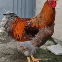 خروس ویاندوت بلورد (خروس زینتی)|حیوانات مزرعه|گتاب, |دیوار