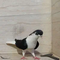 کفتر ساده افشون