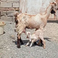 بزافغان شیری باکهره ماده شیرمست